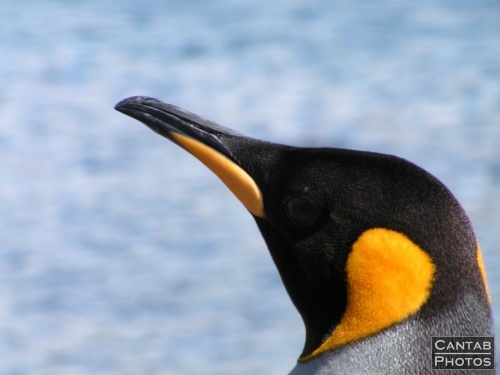 South Georgia - Penguins - Photo 16