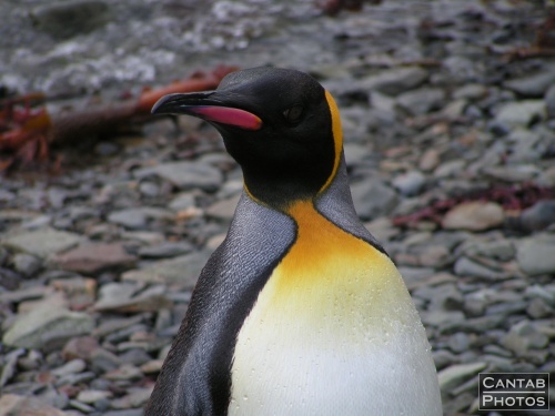 South Georgia - Penguins - Photo 18