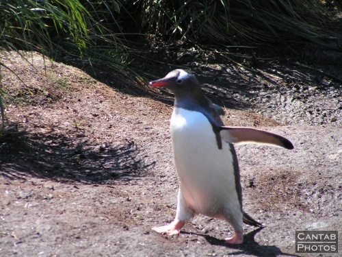 South Georgia - Penguins - Photo 19