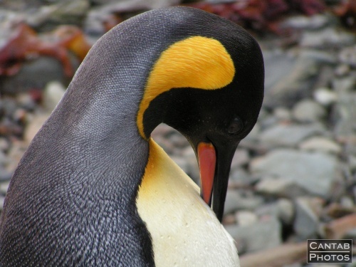 South Georgia - Penguins - Photo 20