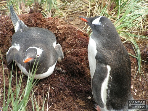 South Georgia - Penguins - Photo 21