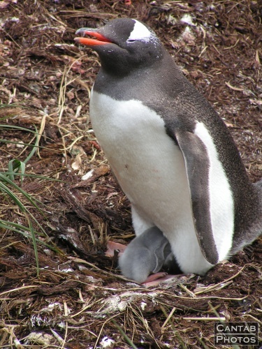 South Georgia - Penguins - Photo 22