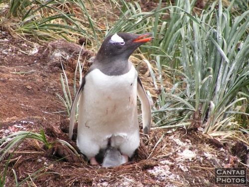 South Georgia - Penguins - Photo 23