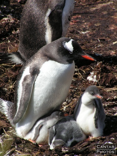 South Georgia - Penguins - Photo 1