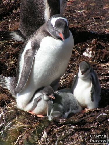 South Georgia - Penguins - Photo 4