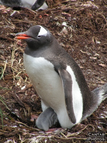 South Georgia - Penguins - Photo 5