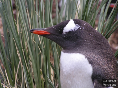 South Georgia - Penguins - Photo 7