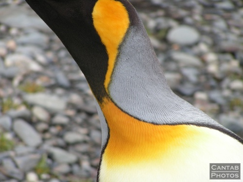 South Georgia - Penguins - Photo 10