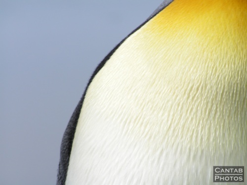 South Georgia - Penguins - Photo 8