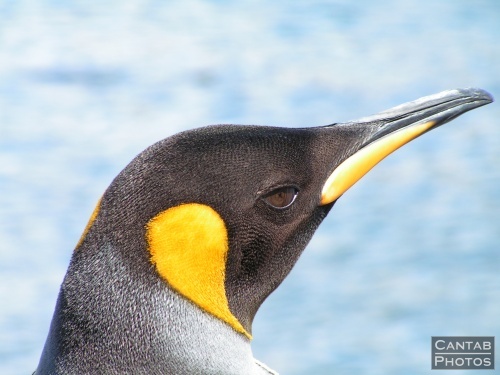 South Georgia - Penguins - Photo 9