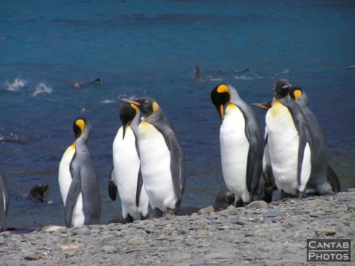 South Georgia - Penguins - Photo 14