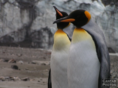 South Georgia - Penguins - Photo 11
