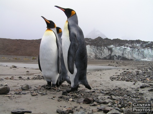 South Georgia - Penguins - Photo 12
