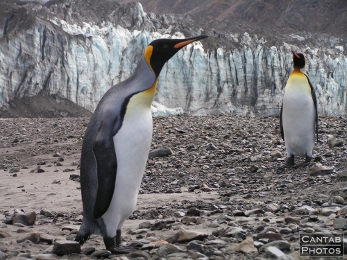 South Georgia - Penguins - Photo 13