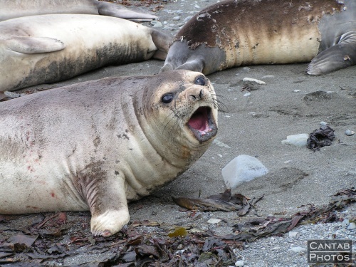 South Georga - Seals - Photo 12