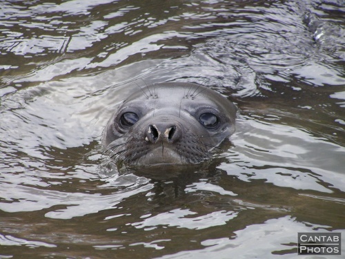 South Georga - Seals - Photo 17