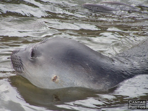 South Georga - Seals - Photo 18