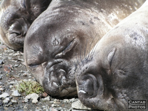South Georga - Seals - Photo 19