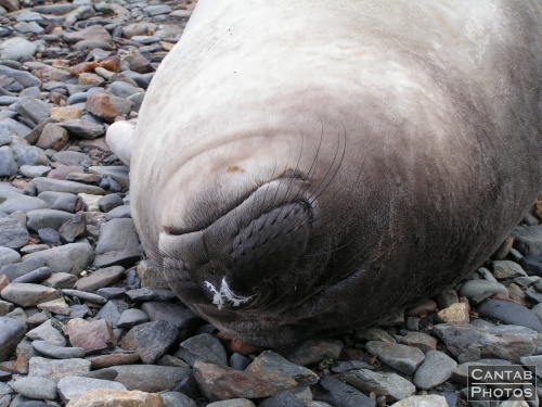 South Georga - Seals - Photo 20