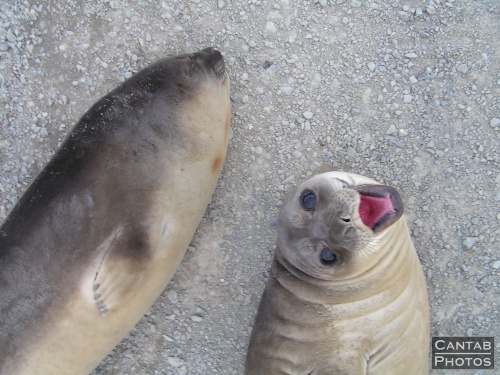 South Georga - Seals - Photo 21