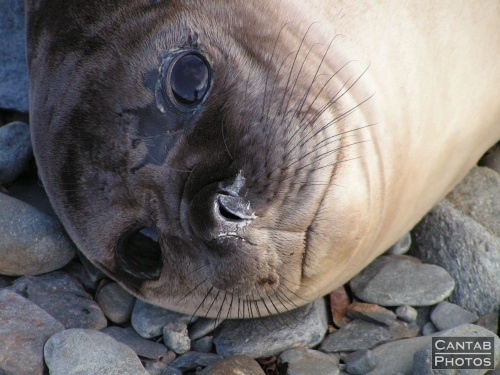 South Georga - Seals - Photo 23