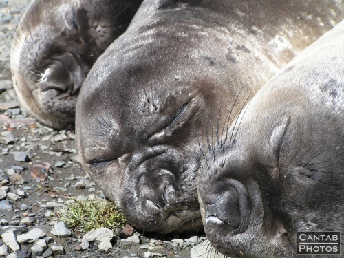 South Georga - Seals - Photo 24