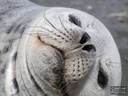 South Georga - Seals - Photo 26