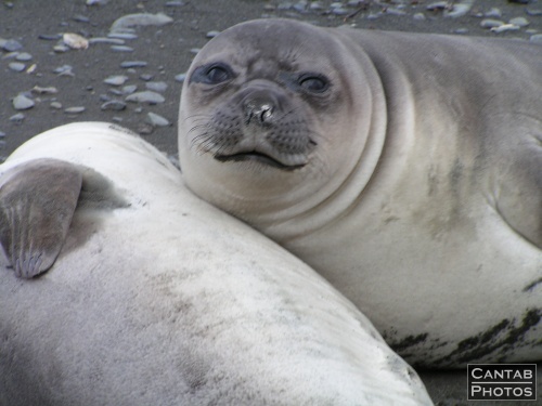 South Georga - Seals - Photo 1