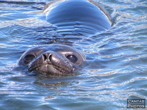 South Georga - Seals - Photo 3