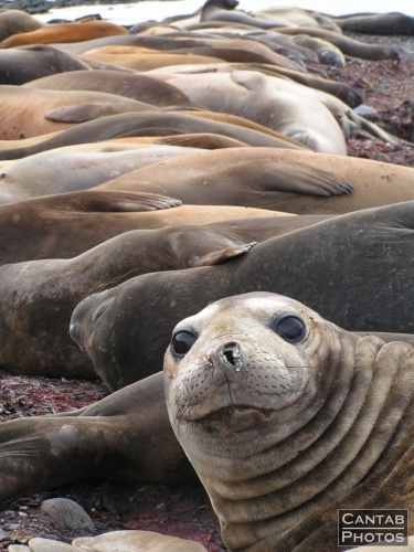 South Georga - Seals - Photo 4