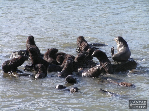 South Georga - Seals - Photo 5