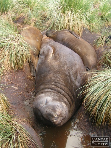 South Georga - Seals - Photo 8