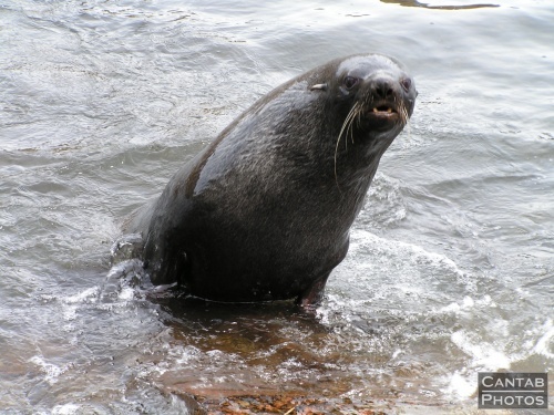 South Georga - Seals - Photo 9