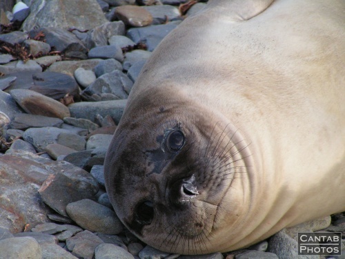 South Georga - Seals - Photo 67