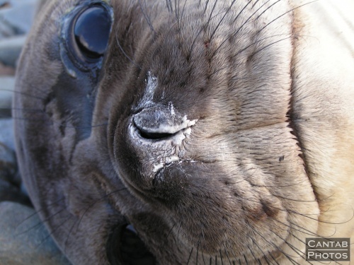 South Georga - Seals - Photo 66