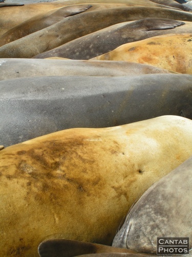 South Georga - Seals - Photo 32