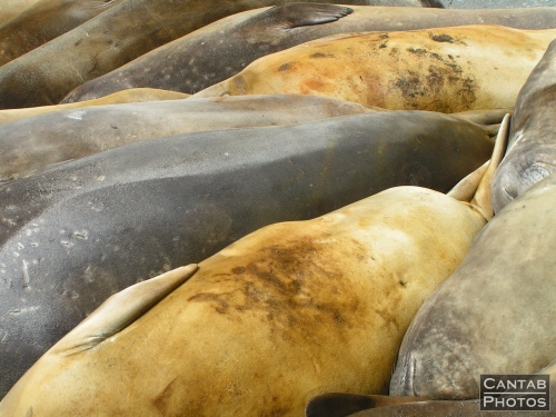 South Georga - Seals - Photo 33