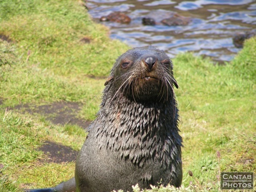 South Georga - Seals - Photo 40