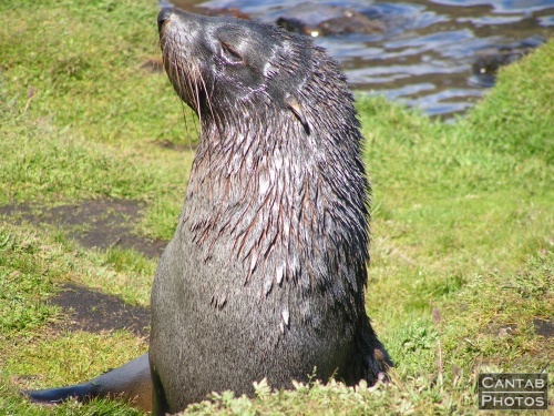 South Georga - Seals - Photo 41