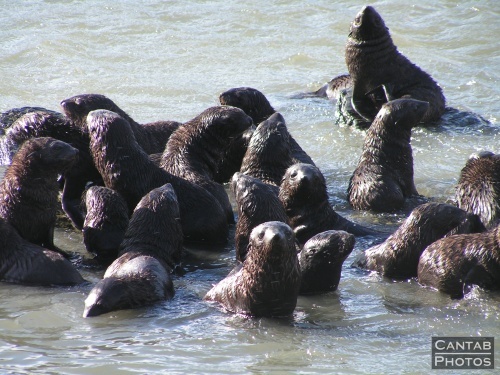 South Georga - Seals - Photo 49