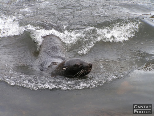 South Georga - Seals - Photo 50