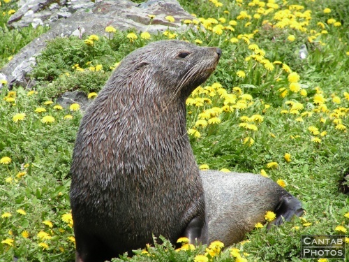South Georga - Seals - Photo 36