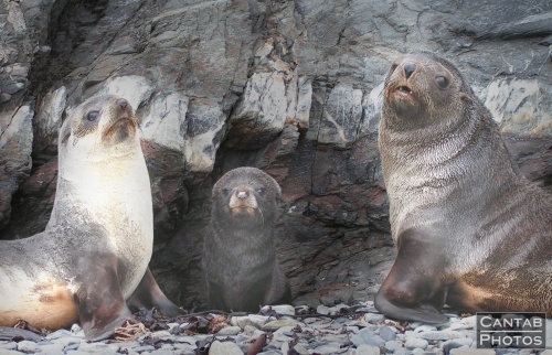 South Georga - Seals - Photo 37