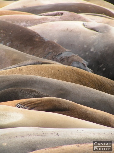 South Georga - Seals - Photo 63