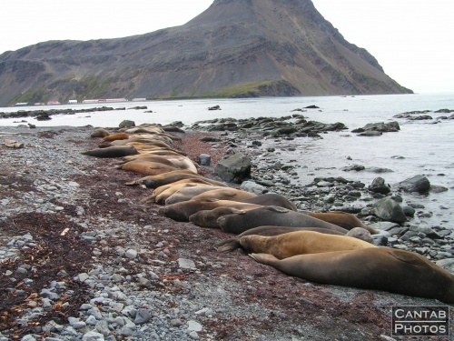 South Georga - Seals - Photo 65